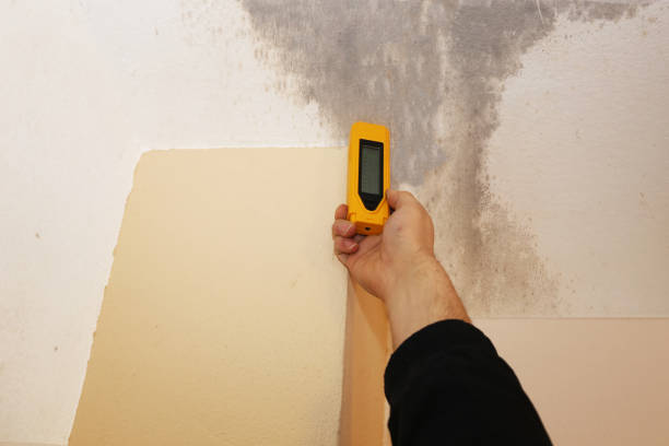 Best Black Mold Removal  in Level Park Oak Park, MI