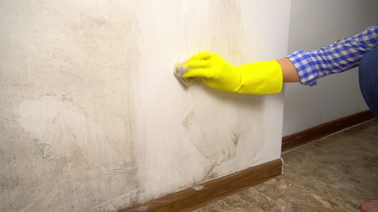 Best Mold Damage Restoration  in Level Park Oak Park, MI