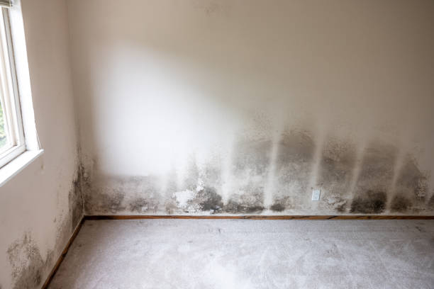 Best Real Estate Mold Inspection  in Level Park Oak Park, MI