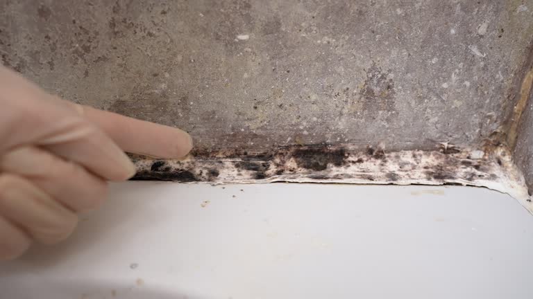  Level Park Oak Park, MI Mold Removal Pros