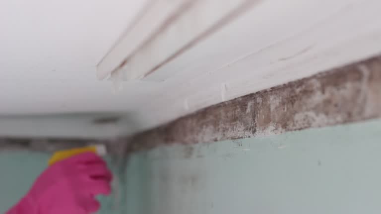 Best Basement Mold Removal  in Level Park Oak Park, MI