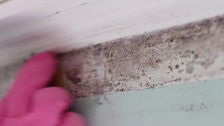 Best HVAC Mold Inspection and Cleaning  in Level Park Oak Park, MI